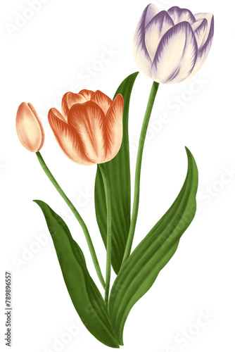 Vintage tulip flower transparent png #789896557