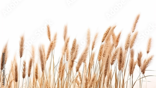 a bunch of autumn dry field grass with spikelets flutters in the wind, png file of isolated cutout object on transparent background