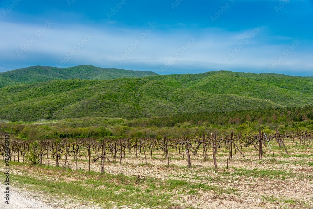 vineyards with young bright green spring foliage of the foothills of the Western Caucasus (South of Russia on a sunny April day