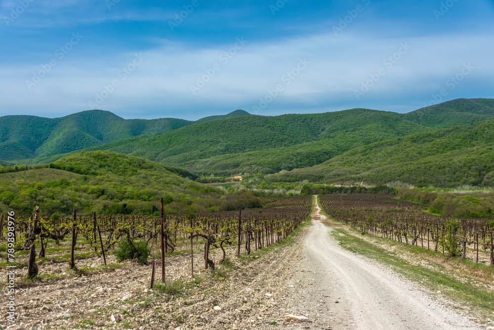 dirt road through vineyards in a mountain valley surrounded by forested mountain slopes on a sunny day with white clouds on a blue sky