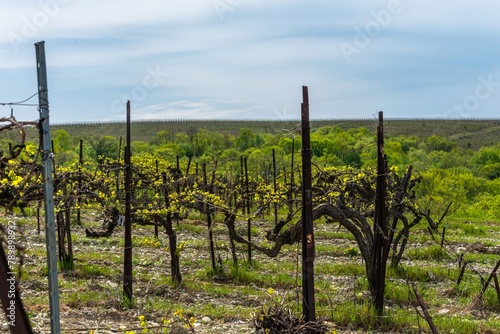 old vineyard with a thick grapevine and the first spring leaves in the south of Russia on a sunny day in early spring