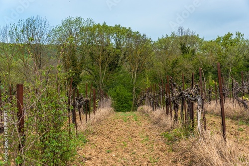 rows of an old vineyard with thick grapevines in the south of Russia on a sunny day in early spring
