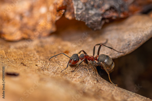 An ant walking on an oak leaf. © Piotr