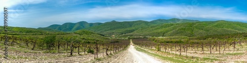 panorama of vineyards and a rural road in the green wooded mountains of the Western Caucasus not far from the village of Abrau (South of Russia) on a sunny spring day
