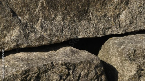 Ocellated Lizard hiding in crevice on rock wall in Portugal. Slow motion.
