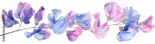 Watercolor illustration of sweet pea flowers in pastel hues