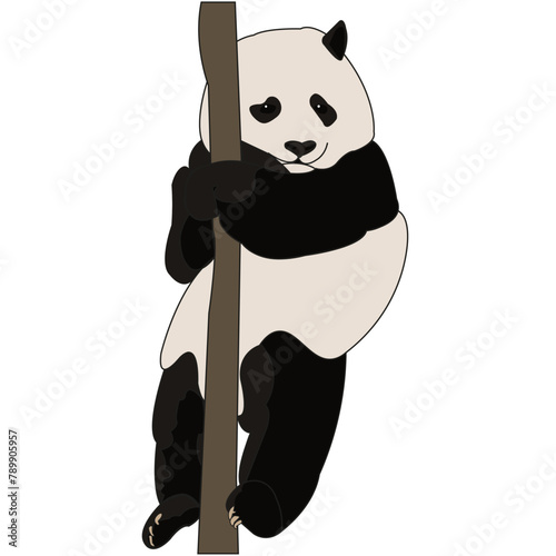 A plump panda hangs on a bamboo branch.