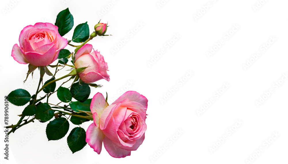 Fototapeta premium pink roses isolated on white