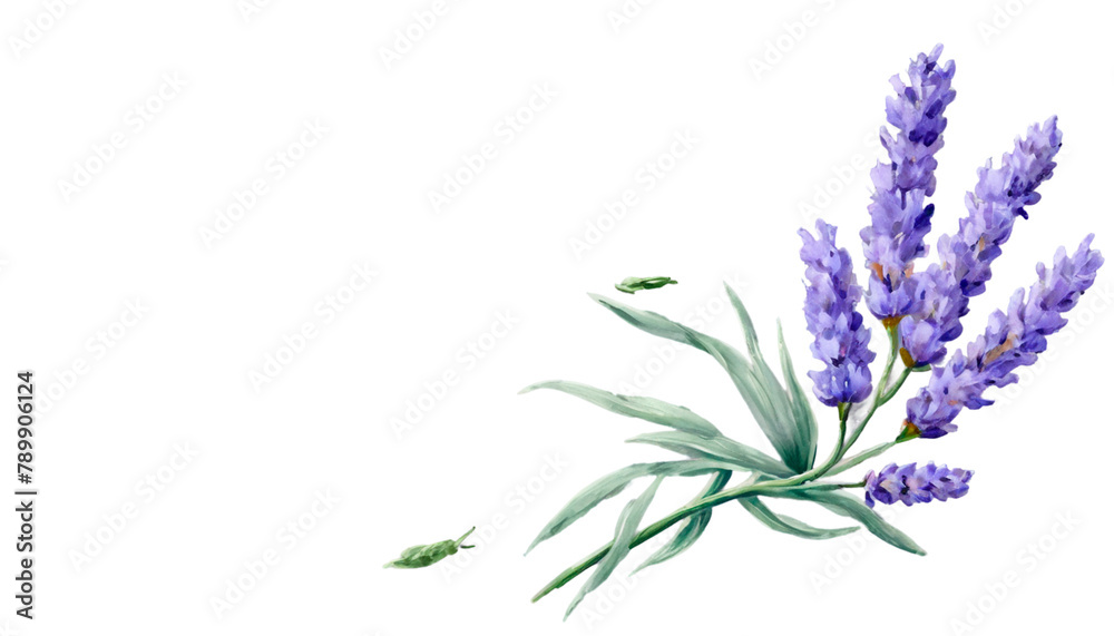 lavender flowers isolated on white background