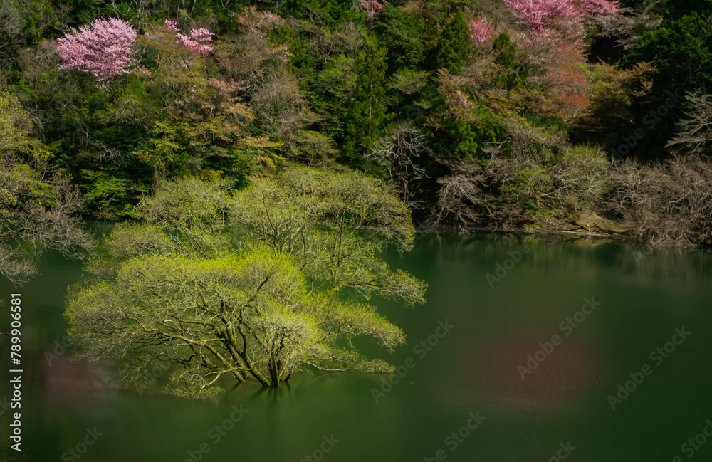 ダム湖の水没林