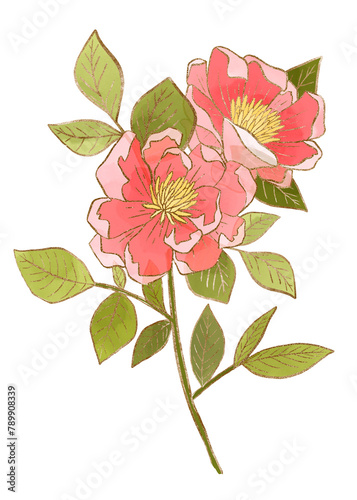 Hand-drawn png rose flower design element