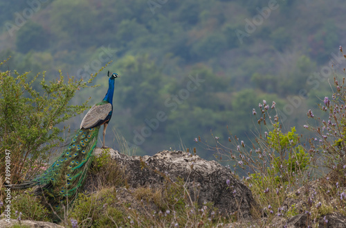 Peacock standing on rock in nature