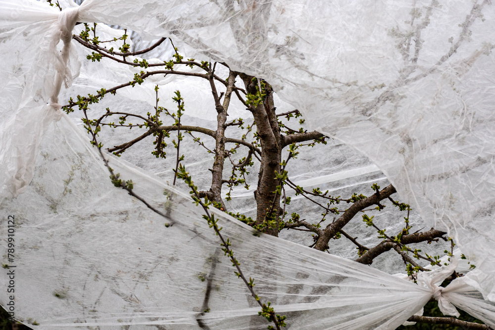 plants covered with agrofilm, protecting trees and bushes from spring frosts, protecting flowering bushes during low temperatures