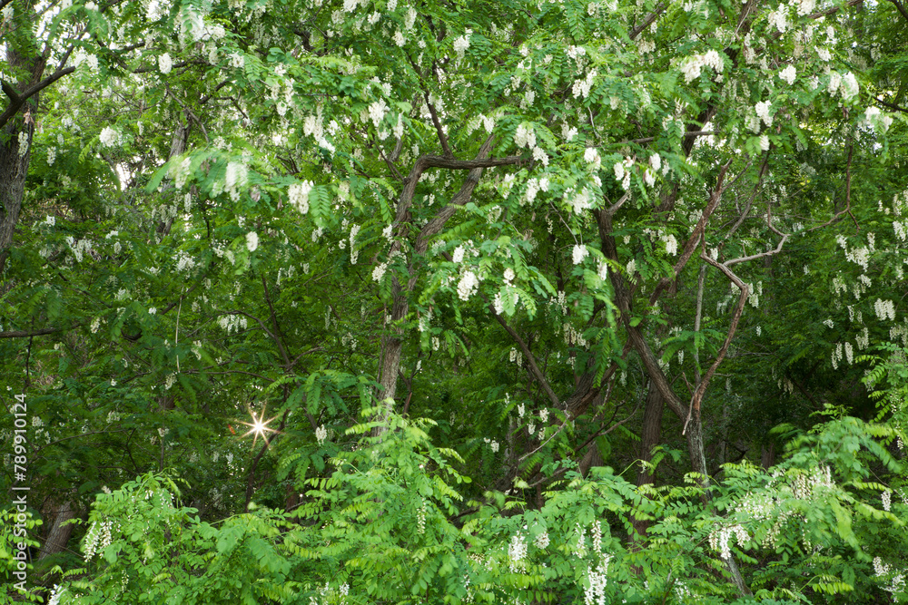 Acacia Forest in May Acacia Forest in May
