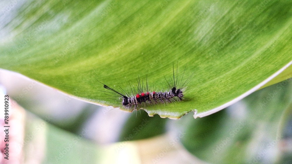 Naklejka premium caterpillar on green leaf with defocused background. 