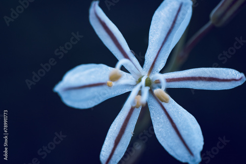 A white wildflower called Wildeknoflok, or Trachyandra saltii photo
