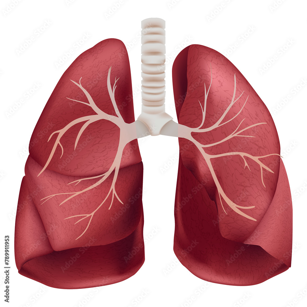 Png human lungs medical illustration Png human lungs medical illustration