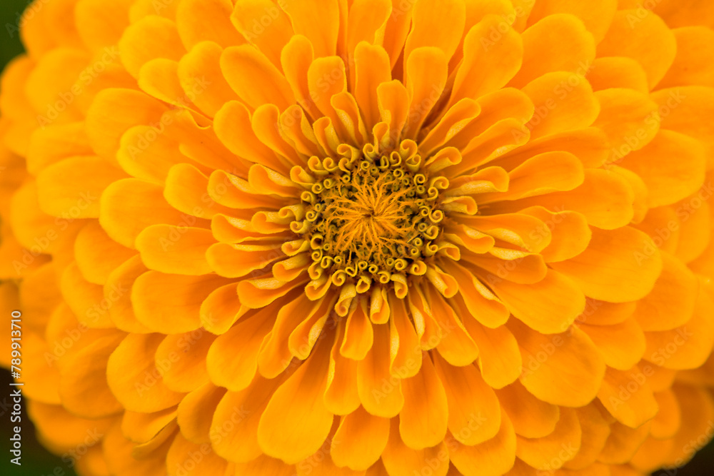 shape of a colorful flower shape of a colorful flower