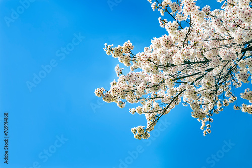 コピースペースのある、雲のない青空を背景にした桜の花のクローズアップ