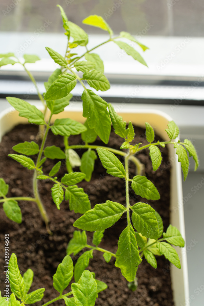 Houseplant tomato plant thriving in pot on window sill Houseplant tomato plant thriving in pot on window sill