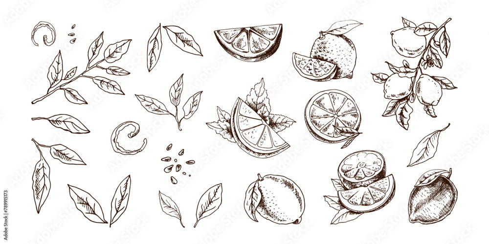Hand-drawn vector lemon set. Whole lemon, sliced pieces, half, leaf and branch sketch. Tropical fruit engraved style illustration. Detailed citrus ink drawing.