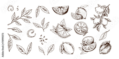 Hand-drawn vector lemon set. Whole lemon, sliced pieces, half, leaf and branch sketch. Tropical fruit engraved style illustration. Detailed citrus ink drawing.