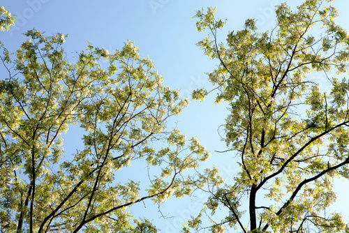 Acacia in May