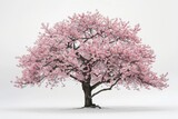 A large pink tree stands alone in a snowy field