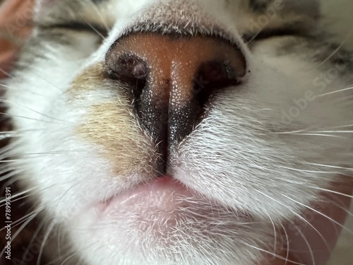 close up of a cat