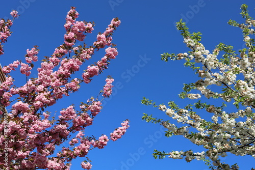 Сherry trees' branches in full bloom, adorned with delicate pink and white flowers, respectively. Springtime.