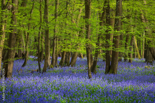 Carpet of April bluebells in Abbots Wood near Arlington on the low weald East Sussex south east England UK
