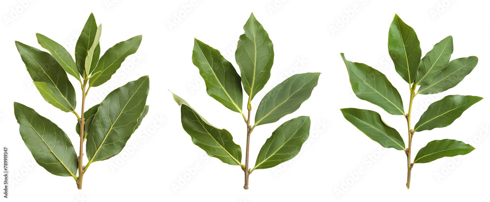 A branch of laurel isolated on white background. Fresh bay leaves. Branch of green laurel leaves