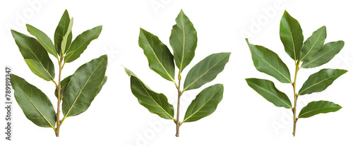 A branch of laurel isolated on white background. Fresh bay leaves. Branch of green laurel leaves photo