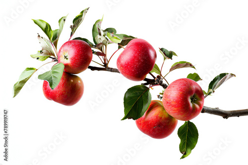 apples on branch, transparant background, PNG file