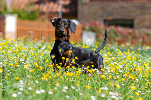 A very dominant male dachshund