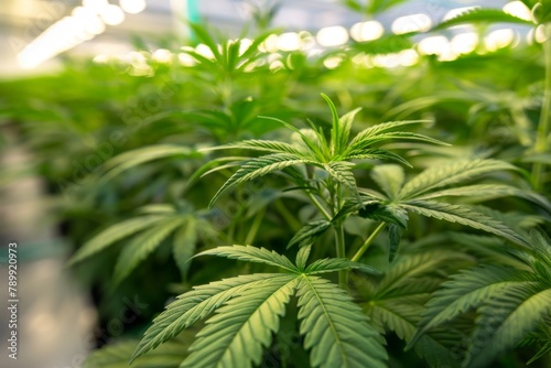 green marijuana plants growing