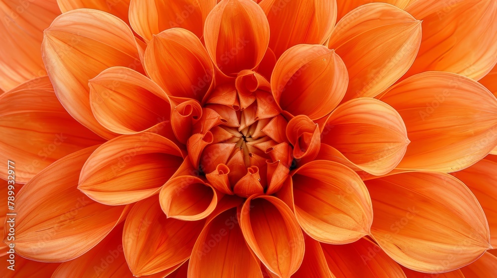 A close-up of an orange flower with numerous petals, the center filled by its core A close-up of an orange flower with numerous petals, the center filled by its core