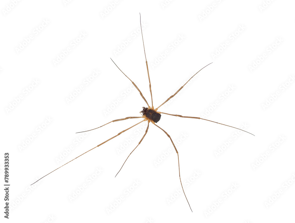 Saddleback harvestman isolated on white background, Mitopus morio male Saddleback harvestman isolated on white background, Mitopus morio male