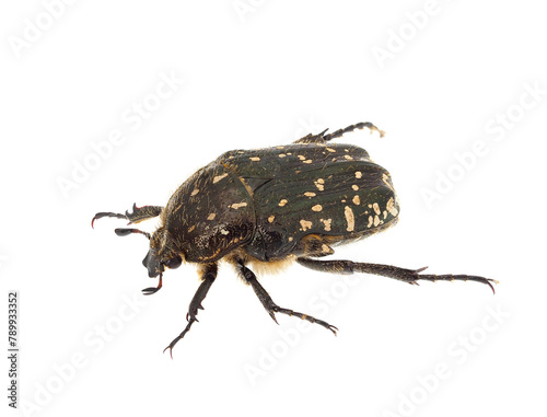 Mediterranean spotted chafer beetle isolated on white background, Oxythyrea funesta photo
