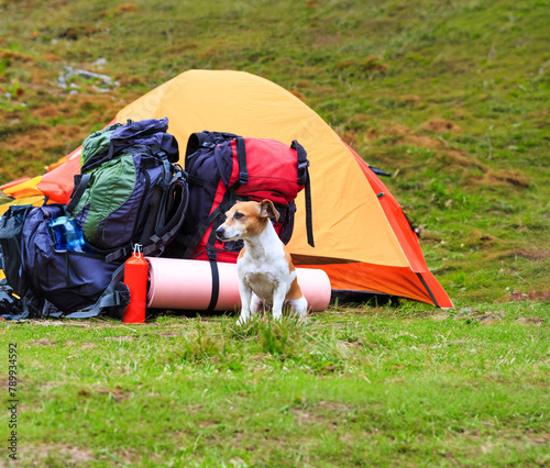 Camping dog. small dog sits near yellow tent with backpacks on a hike in the mountains. outdoor activities in nature with cute pet friend.