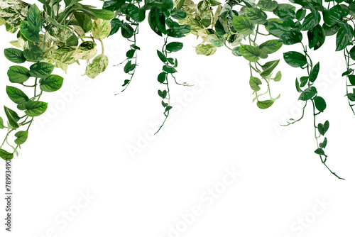 Leaf PNG transparent background, houseplant photo