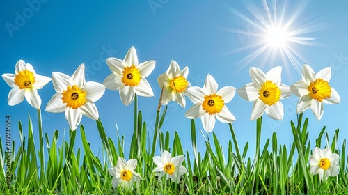  A landscape of white and yellow daffodils contrasts against a blue sky, with the sun casting golden rays behind