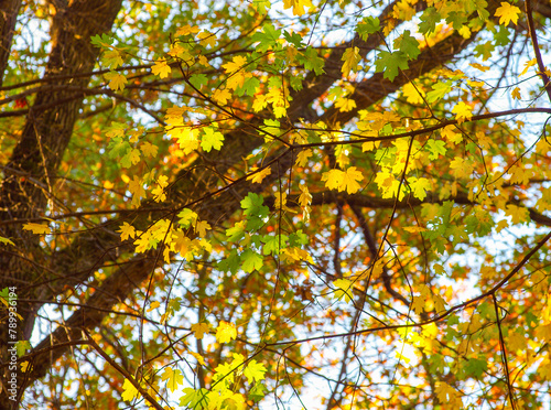 Yellow maple leaves on a twig in autumn