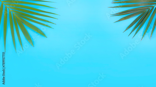 The tropical palm leaf isolated on blue background