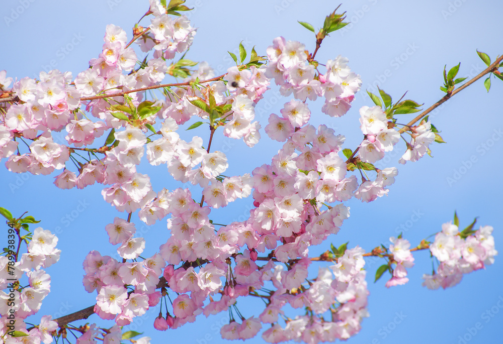 Blooming sakura with pink flowers in spring Blooming sakura with pink flowers in spring