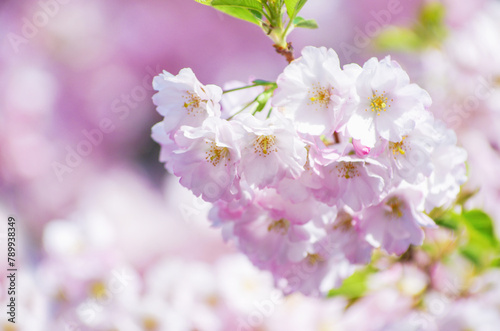 Blooming sakura with pink flowers in spring © photolink