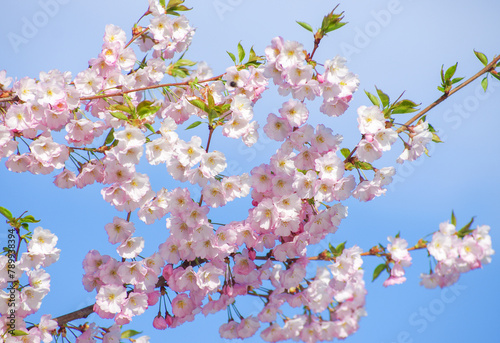 Blooming sakura with pink flowers in spring © photolink