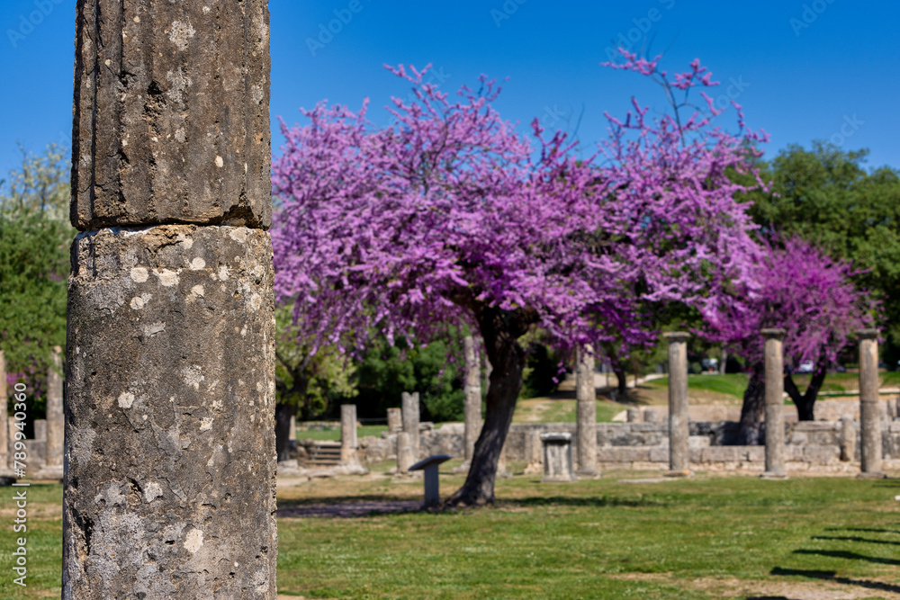 Olympia Archaeological Site with Beautiful Pink Blooming Flowers, Greece Olympia Archaeological Site with Beautiful Pink Blooming Flowers, Greece