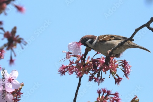 桜の花の蜜を吸う雀