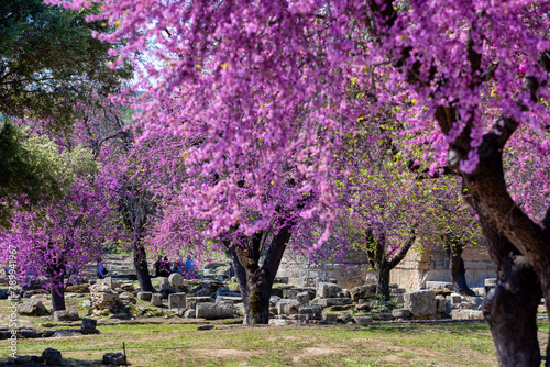 Olympia Archaeological Site with Beautiful Pink Blooming Flowers, Greece photo